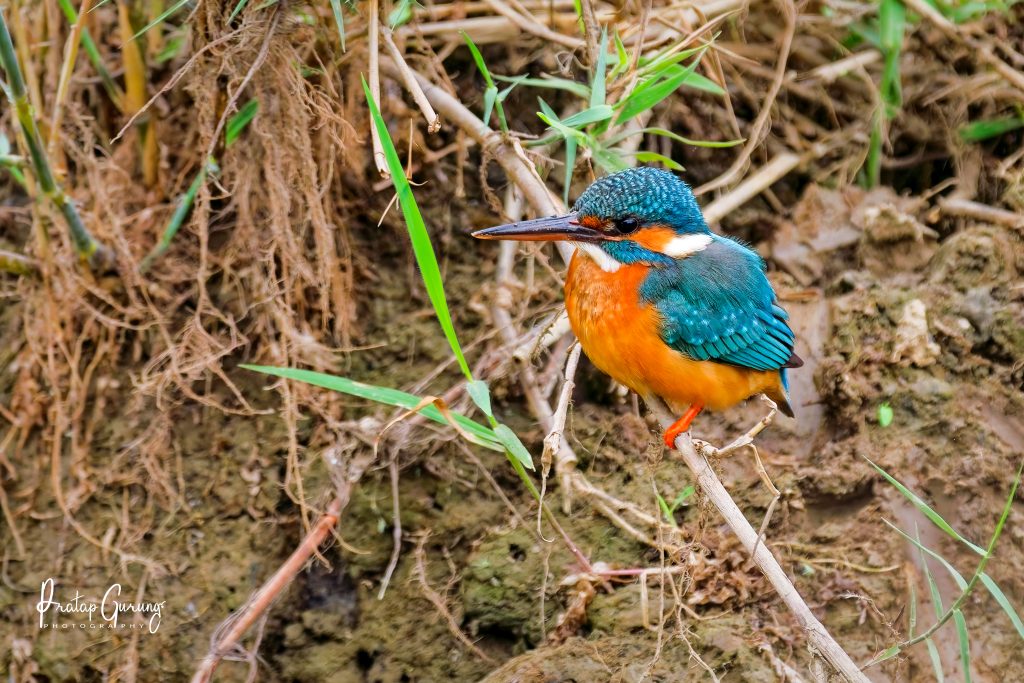 DSC05090 DxO Nepal Birding Tour | Bird Watching Tour in Nepal