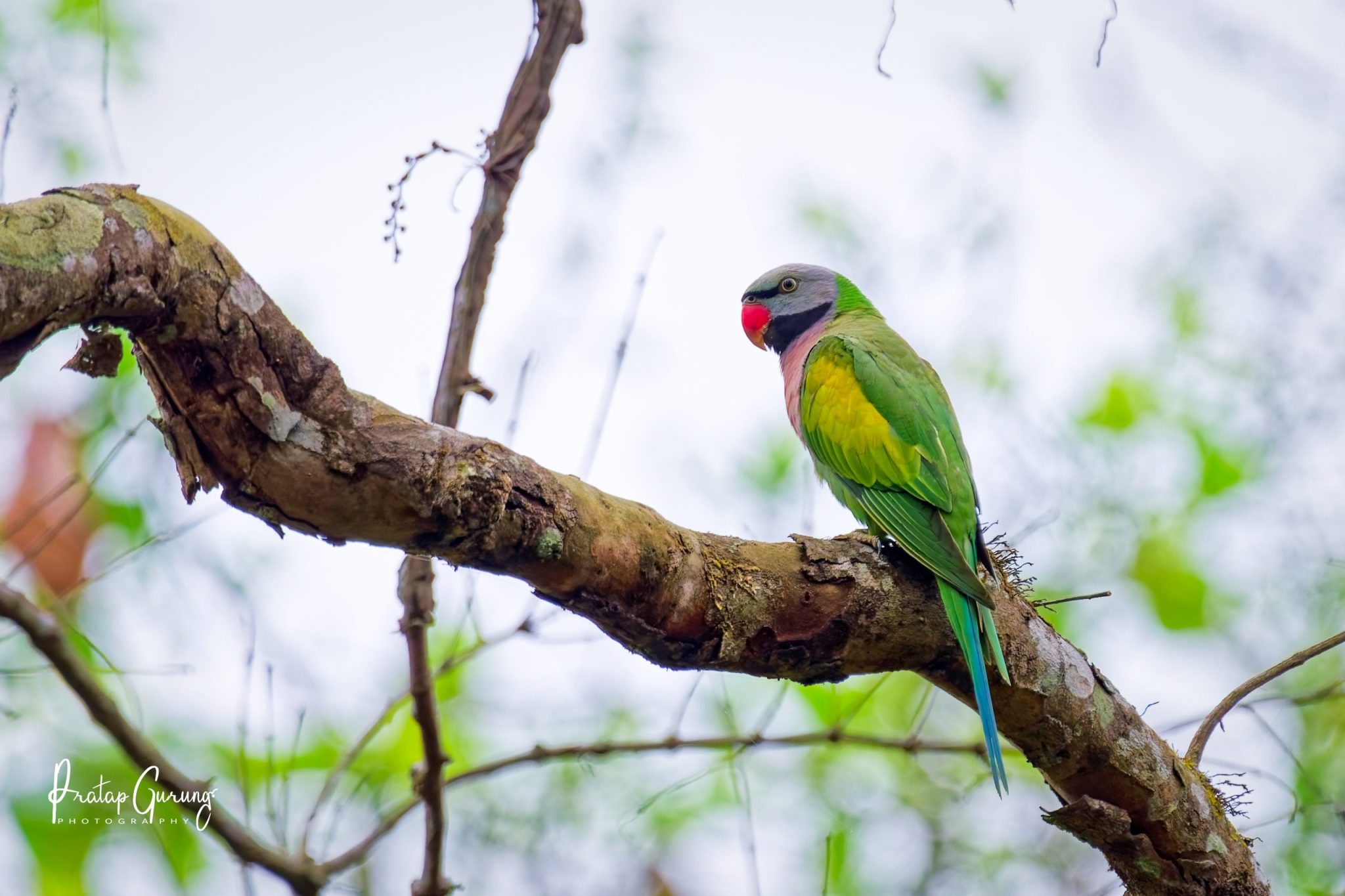 Kathmandu and Chitwan Birdwatching Tour