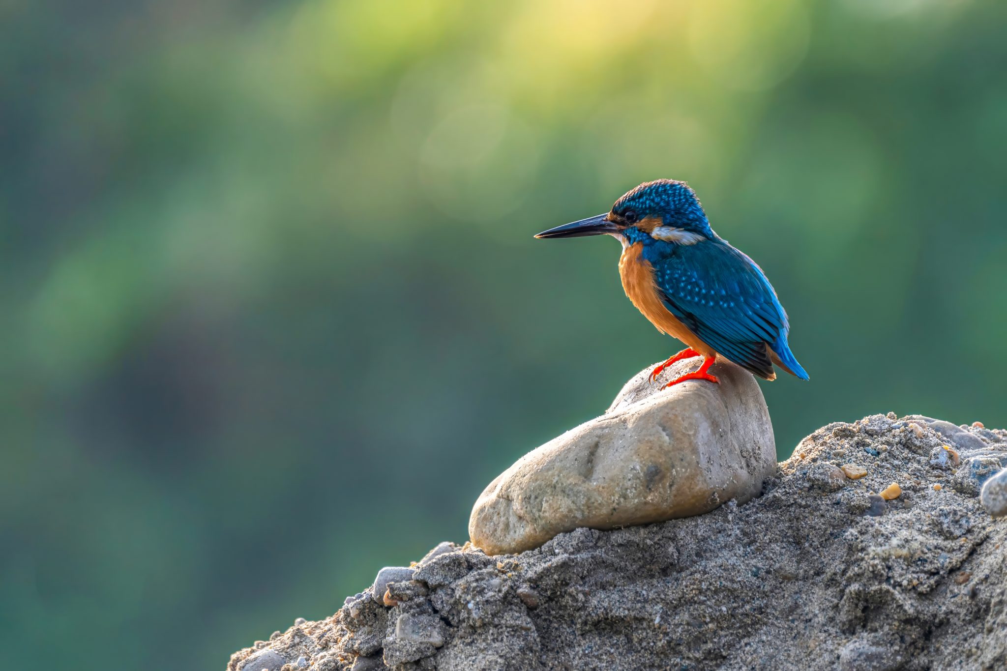 Kathmandu and Chitwan Birdwatching Tour