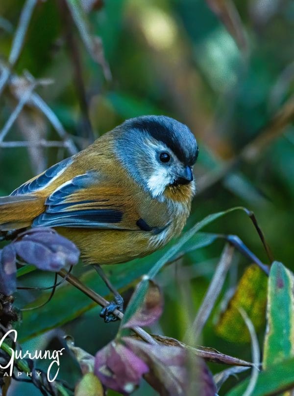 Bird Watching Around Kathmandu Valley
