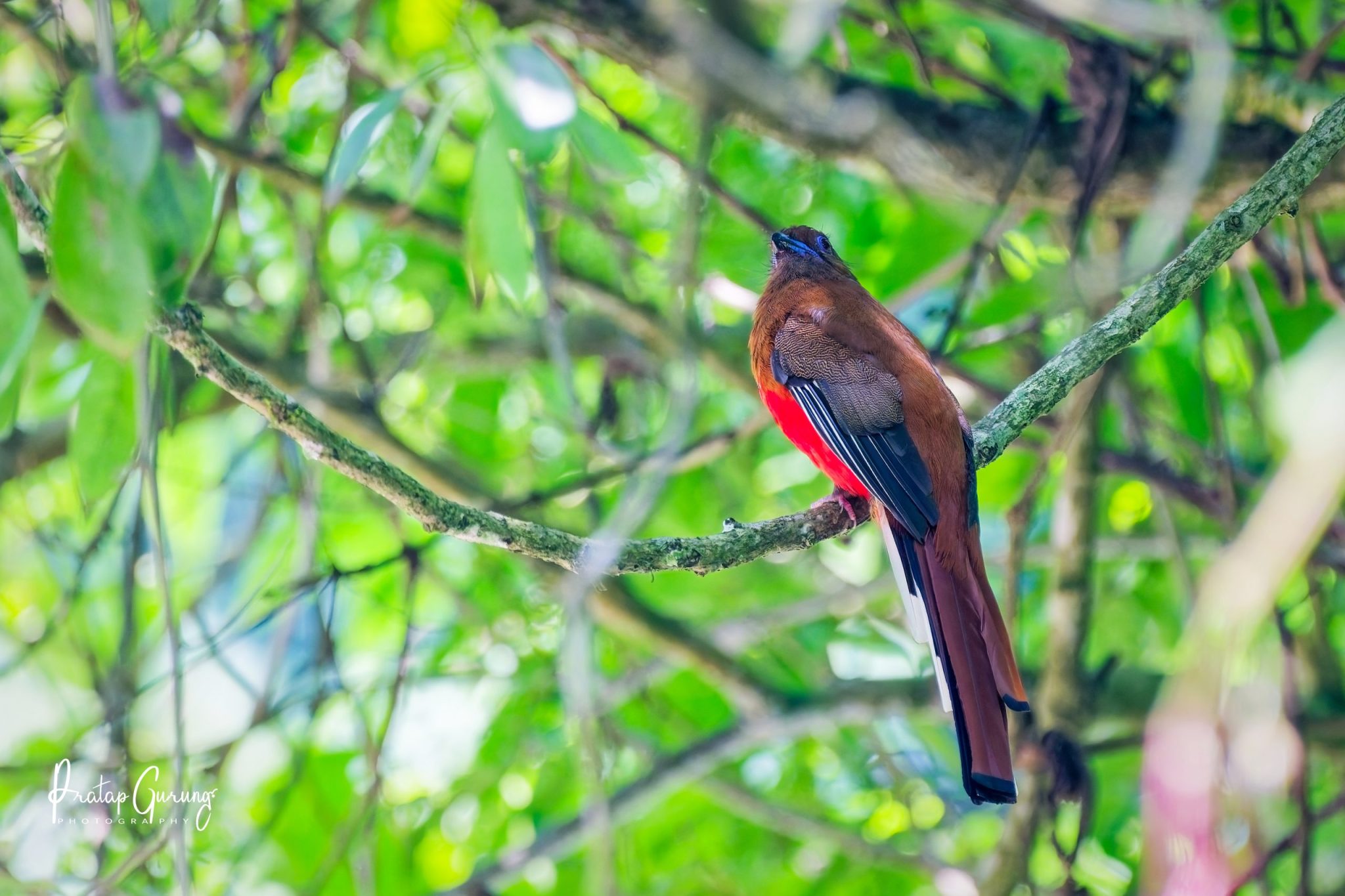Birding around Kathmandu valley