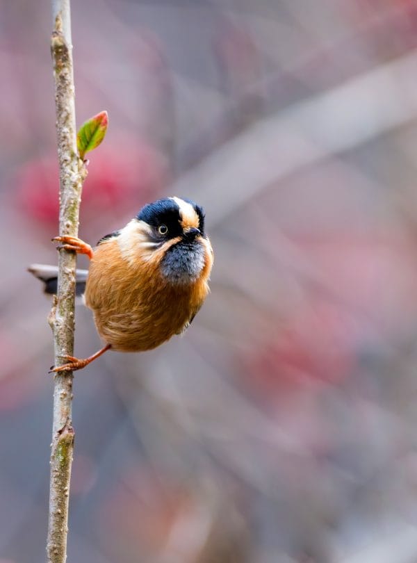 Activities Bird watching Tour