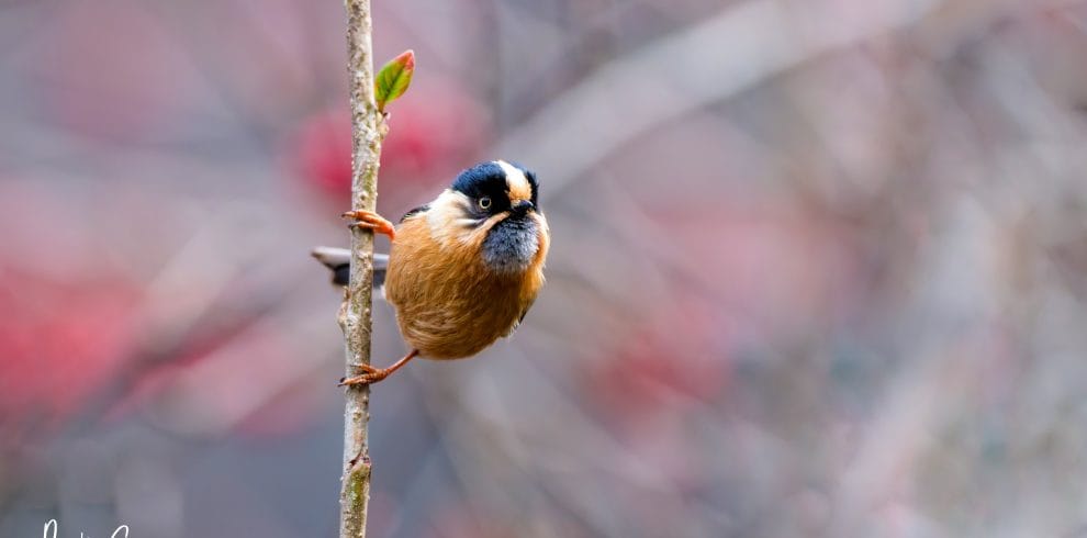 Activities Bird watching Tour