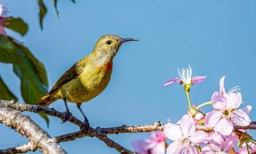 Godawari Birdwatching Tour