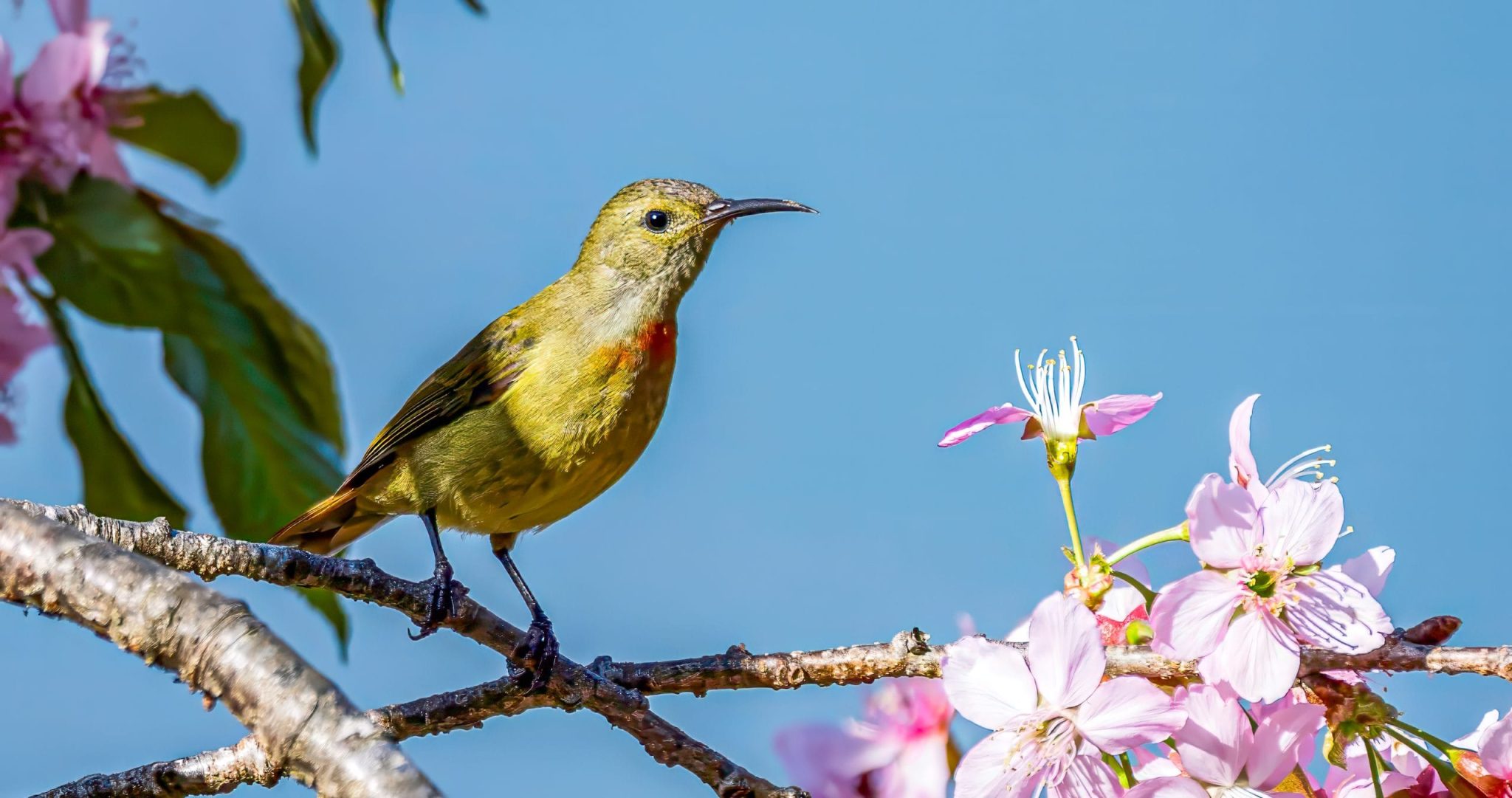 Godawari Birdwatching Tour