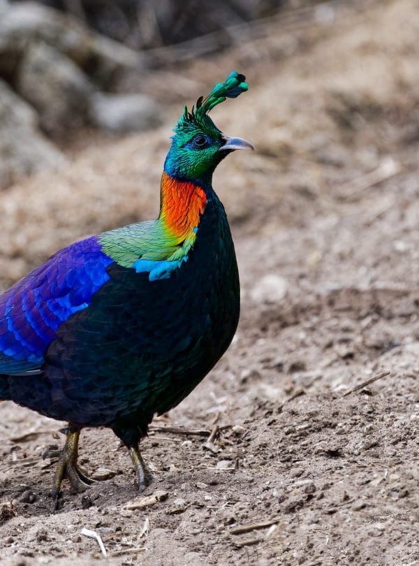 Everest Bird Watching Tour