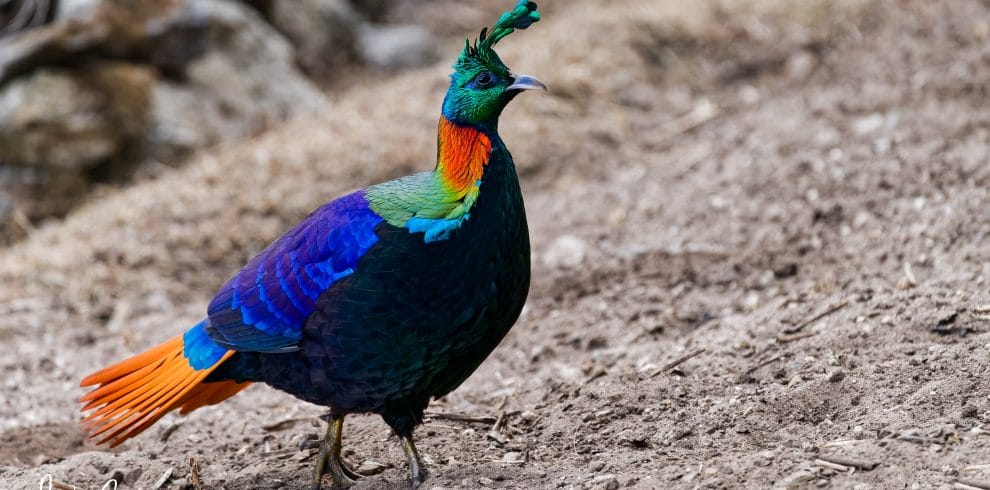 Everest Bird Watching Tour