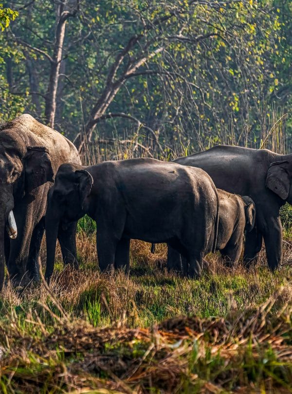 Jungle Safari Tour