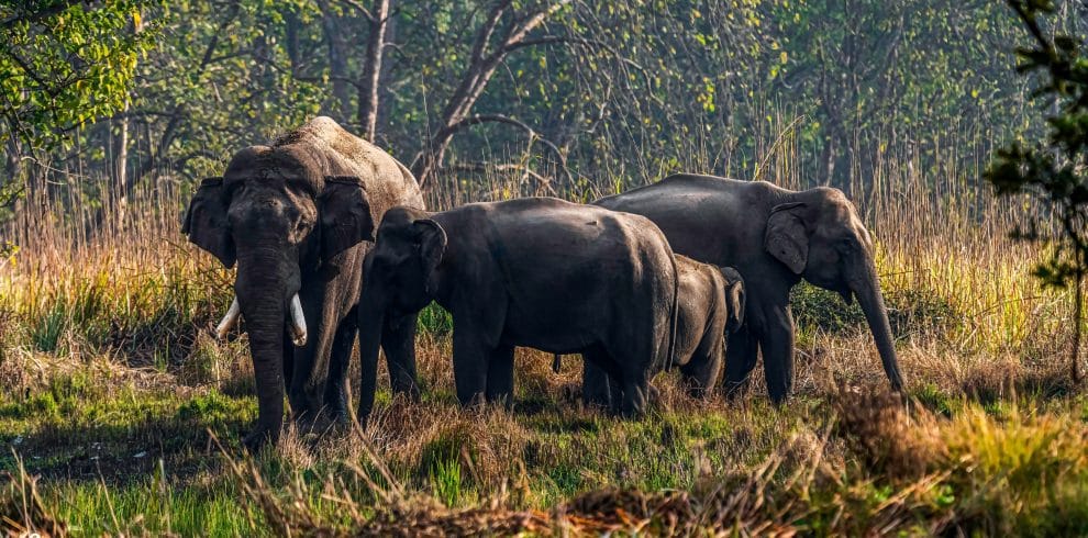 Jungle Safari Tour
