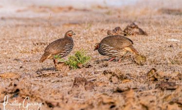 Bird watching in Koshi Tappu