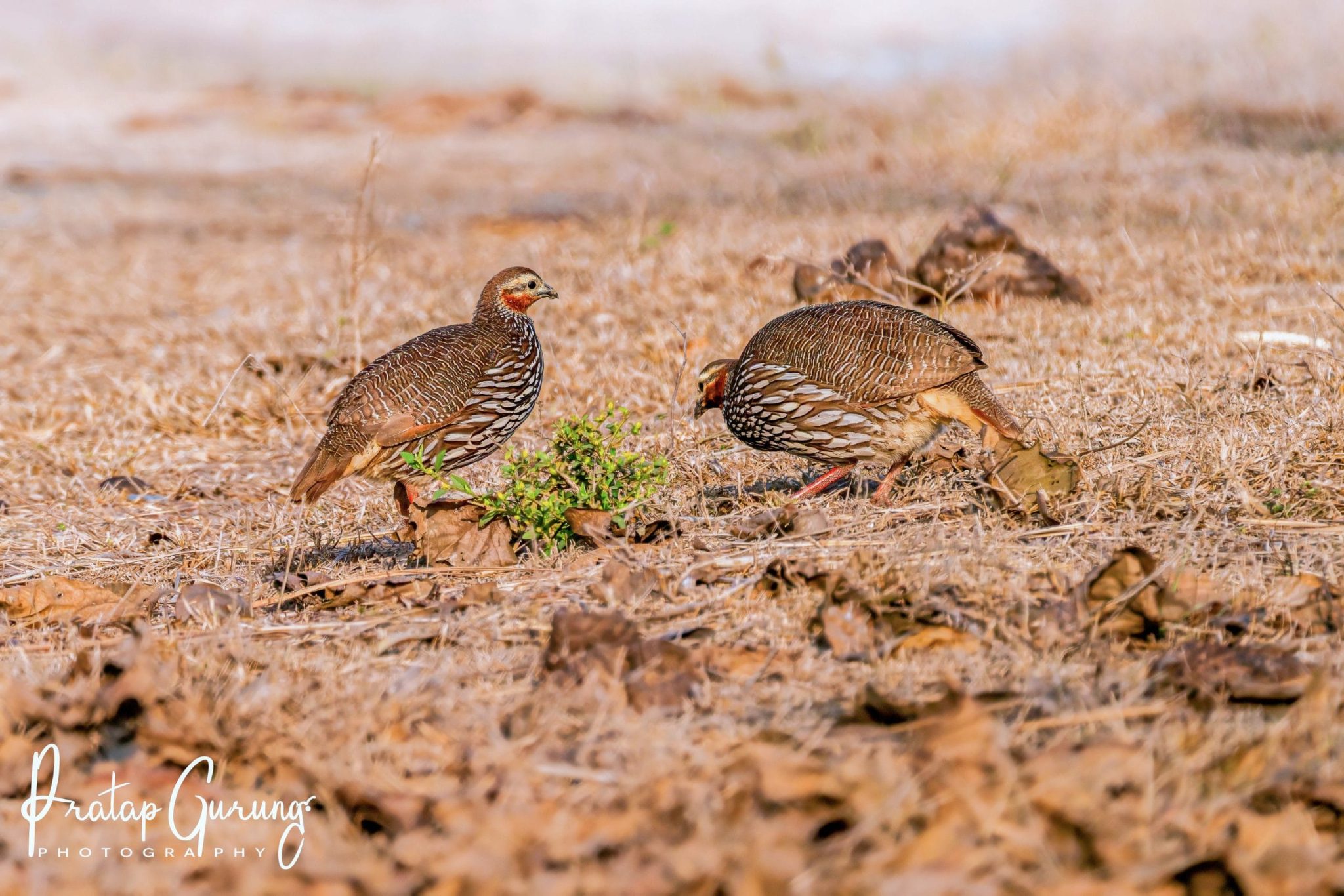 Bird watching in Koshi Tappu