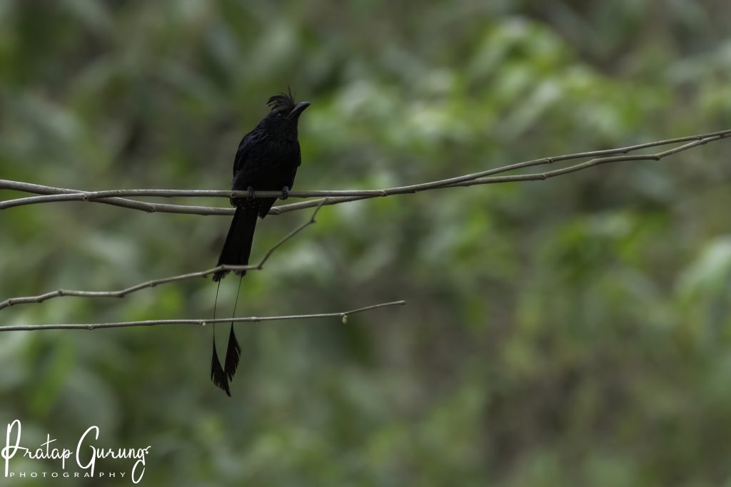 Koshi Tappo Birding