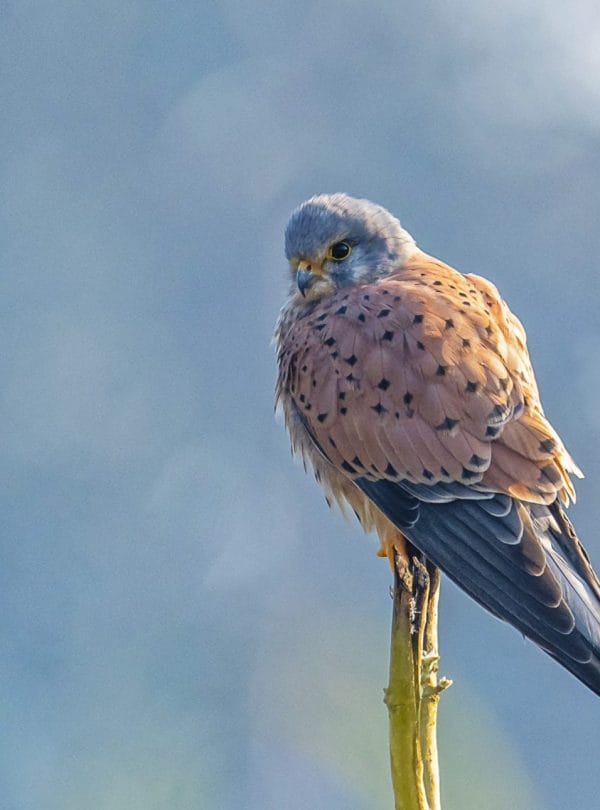 Bird watching in Koshi Tappu
