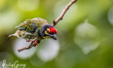 Birdwatching Around Pokhara