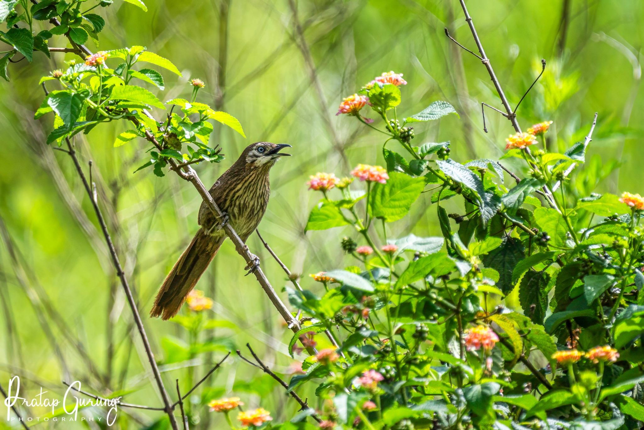 Spiny Babbler (Turdoides nipalensis)
