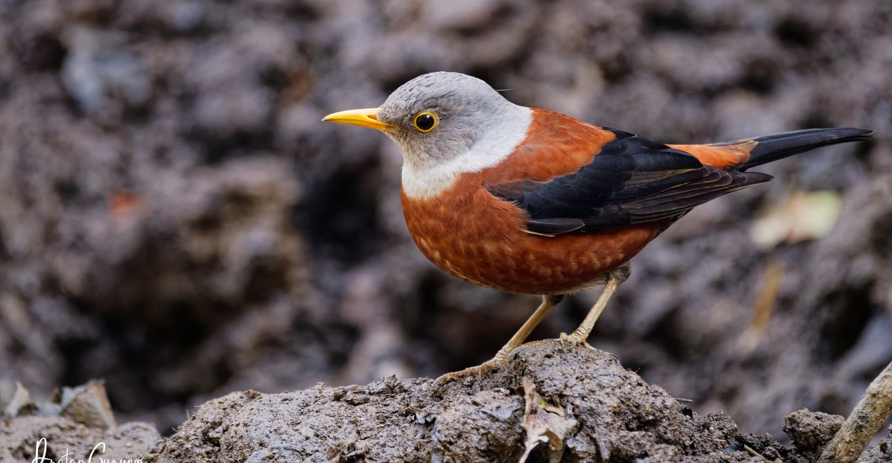 Bird Watching at Phulchowki and Godawari