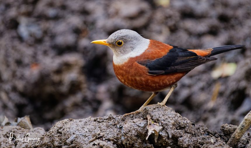 Bird Watching at Phulchowki and Godawari