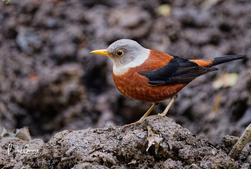 https://nepalbirdingtour.hightreknepal.com/bird-watching-at-phulchowki-and-godawari/