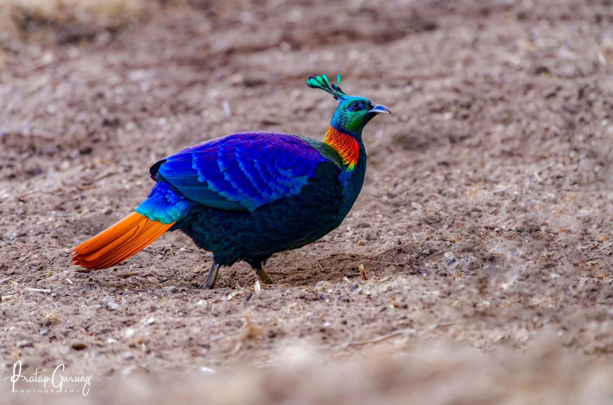 Everest Birding and Base Camp Trek