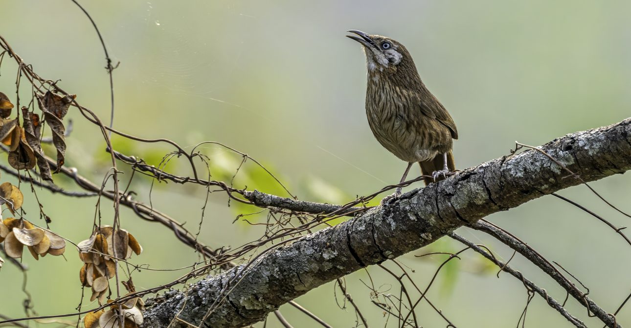 Spiny Babbler