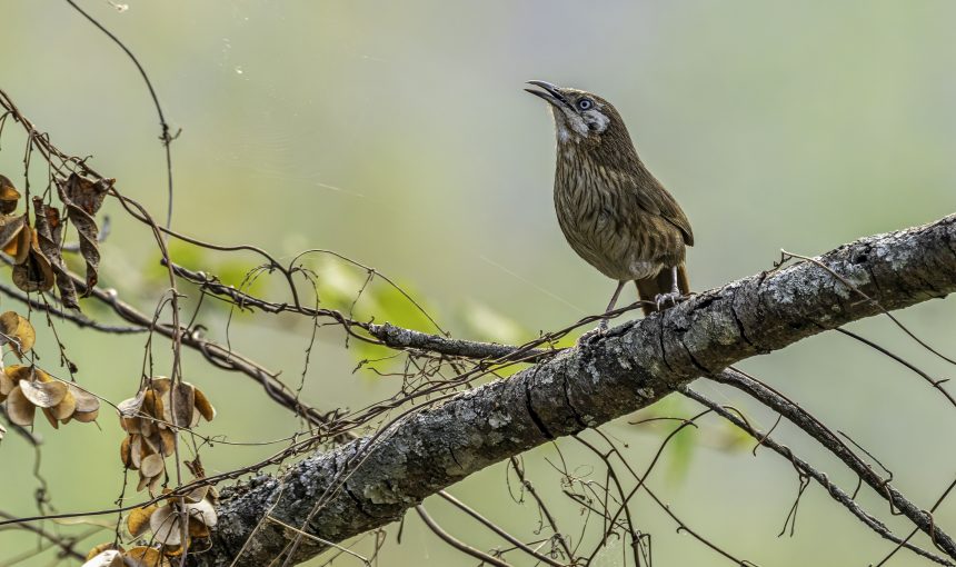 Spiny Babbler