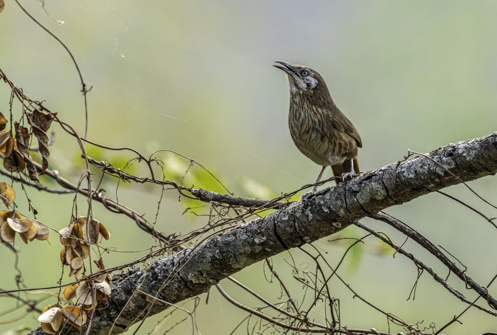 Spiny Babbler