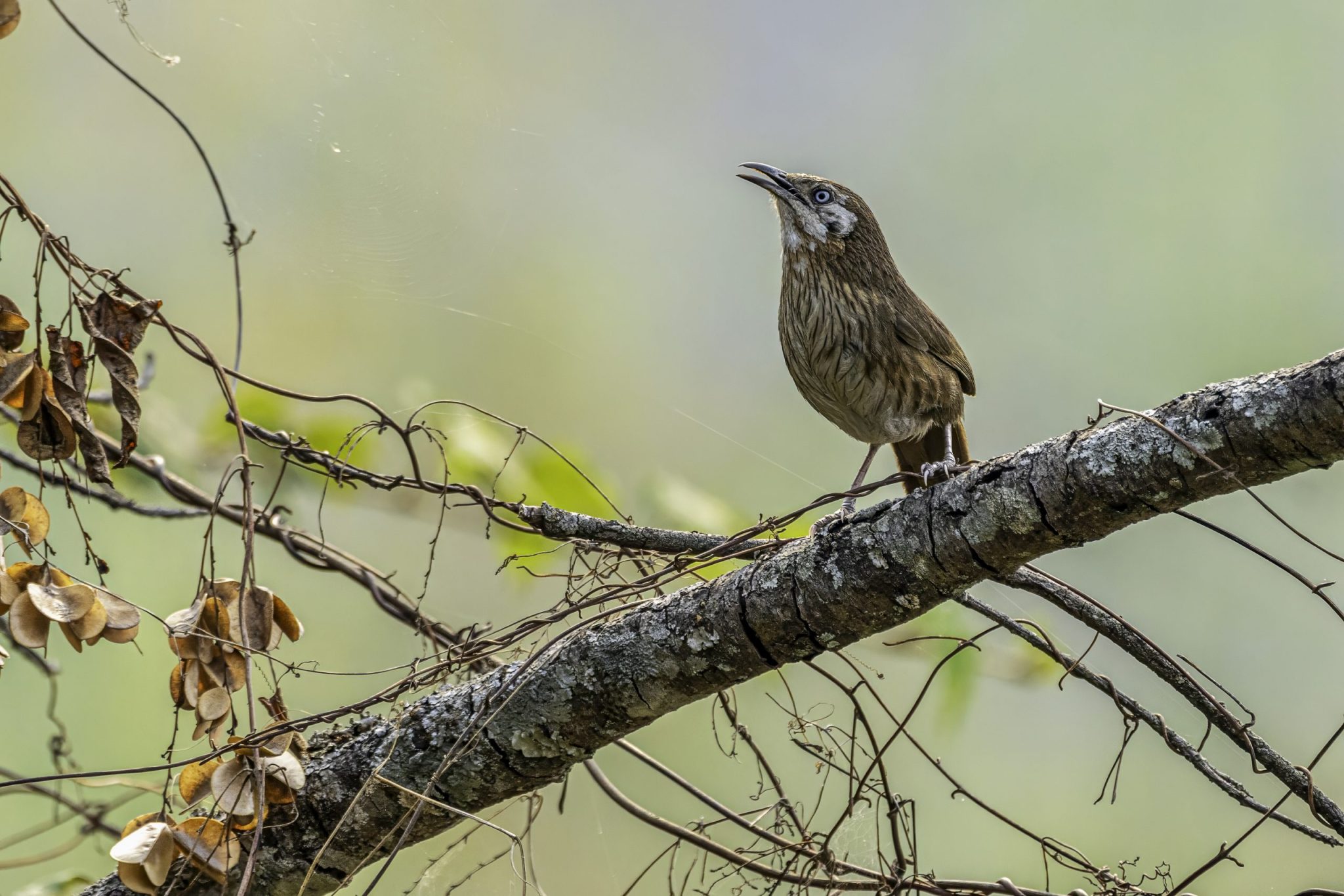 Spiny Babbler
