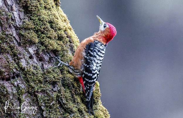 image 1 Nepal Birding Tour | Bird Watching Tour in Nepal