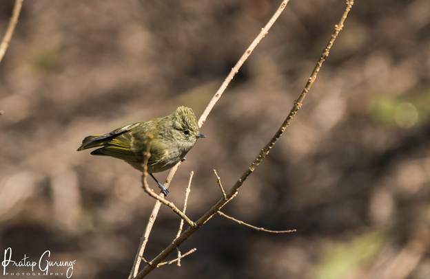 image 2 Nepal Birding Tour | Bird Watching Tour in Nepal