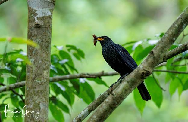 image 4 Nepal Birding Tour | Bird Watching Tour in Nepal