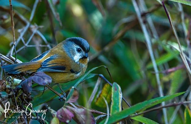 image 5 Nepal Birding Tour | Bird Watching Tour in Nepal