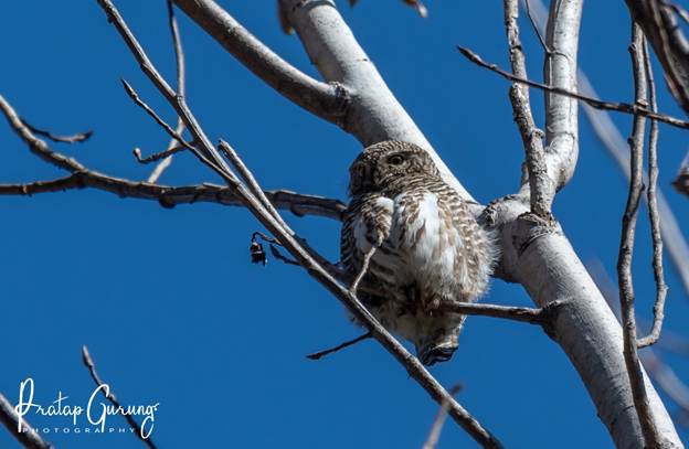 image 6 Nepal Birding Tour | Bird Watching Tour in Nepal