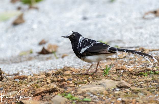 image 7 Nepal Birding Tour | Bird Watching Tour in Nepal