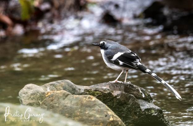image 8 Nepal Birding Tour | Bird Watching Tour in Nepal