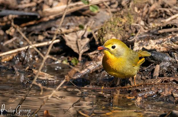 image Nepal Birding Tour | Bird Watching Tour in Nepal
