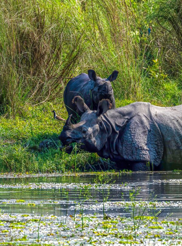 Chitwan National Park