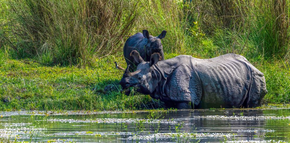 Chitwan National Park
