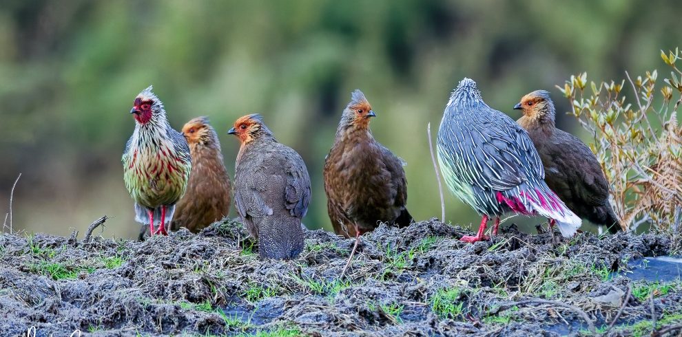 Langtang Birdwatching Tour