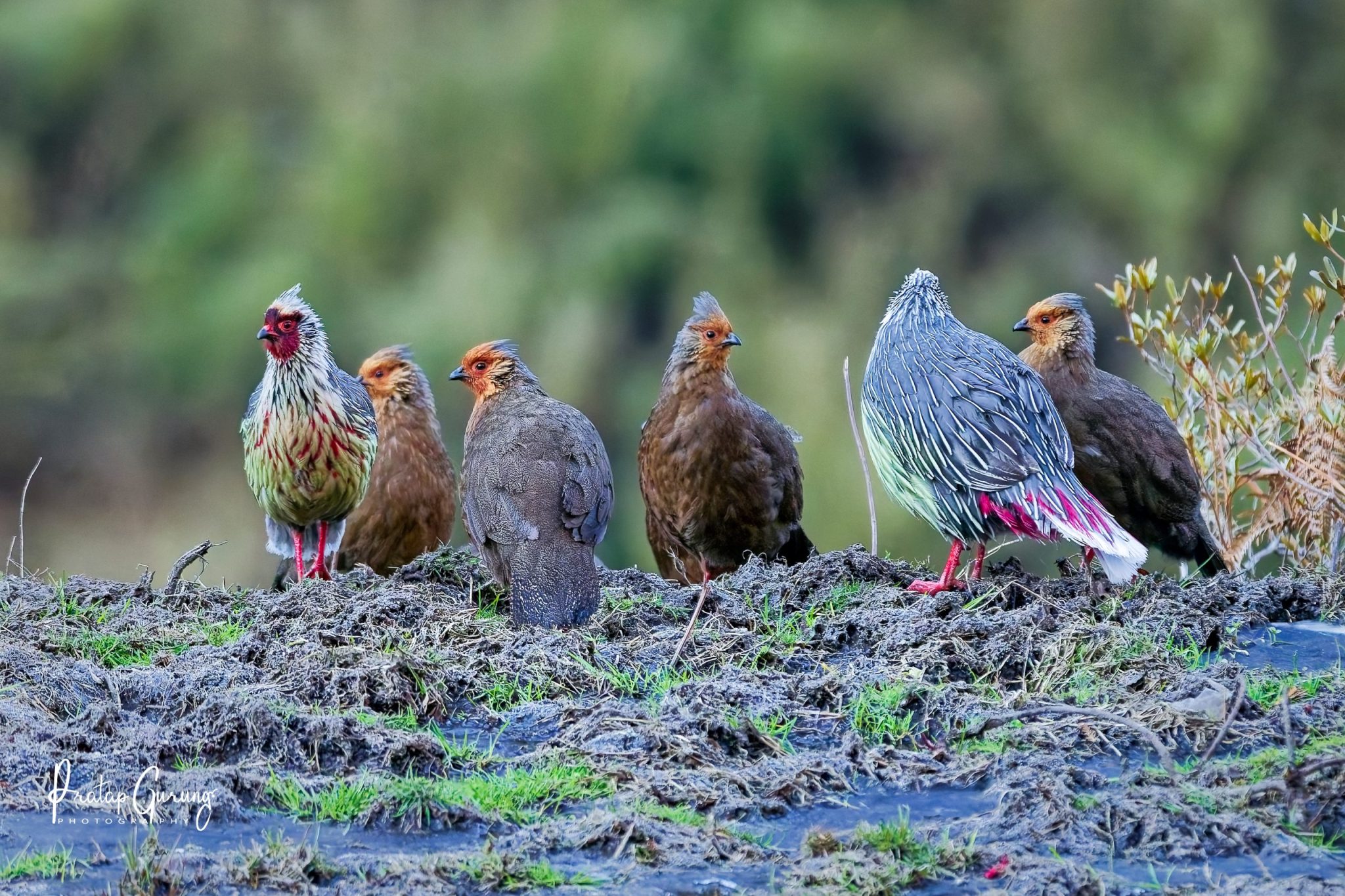 Langtang Birdwatching Tour