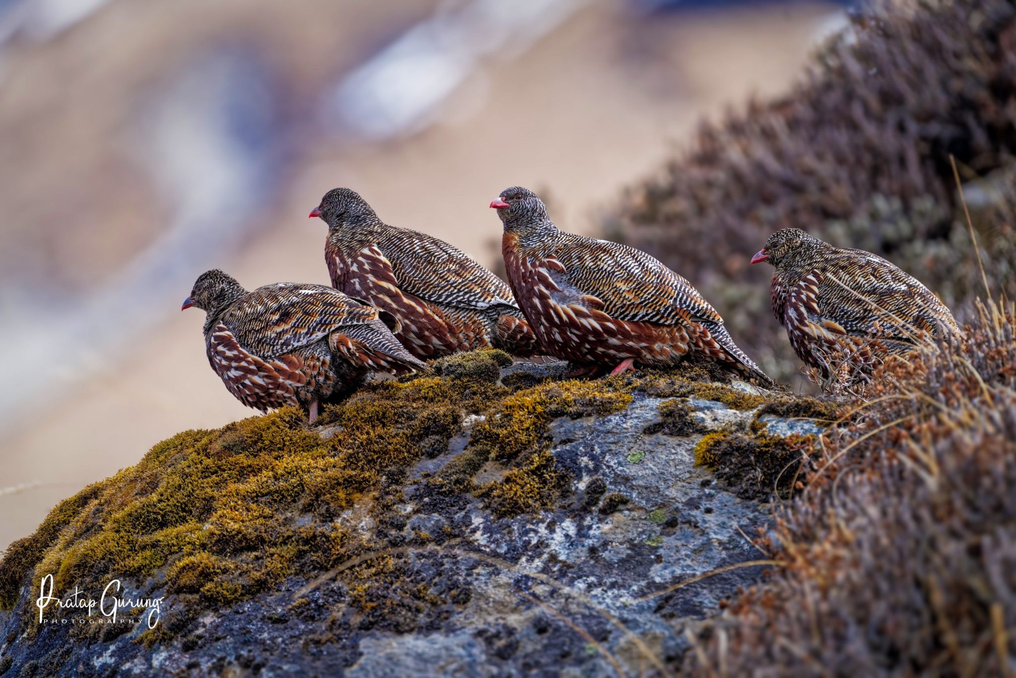 Langtang Birdwatching Tour