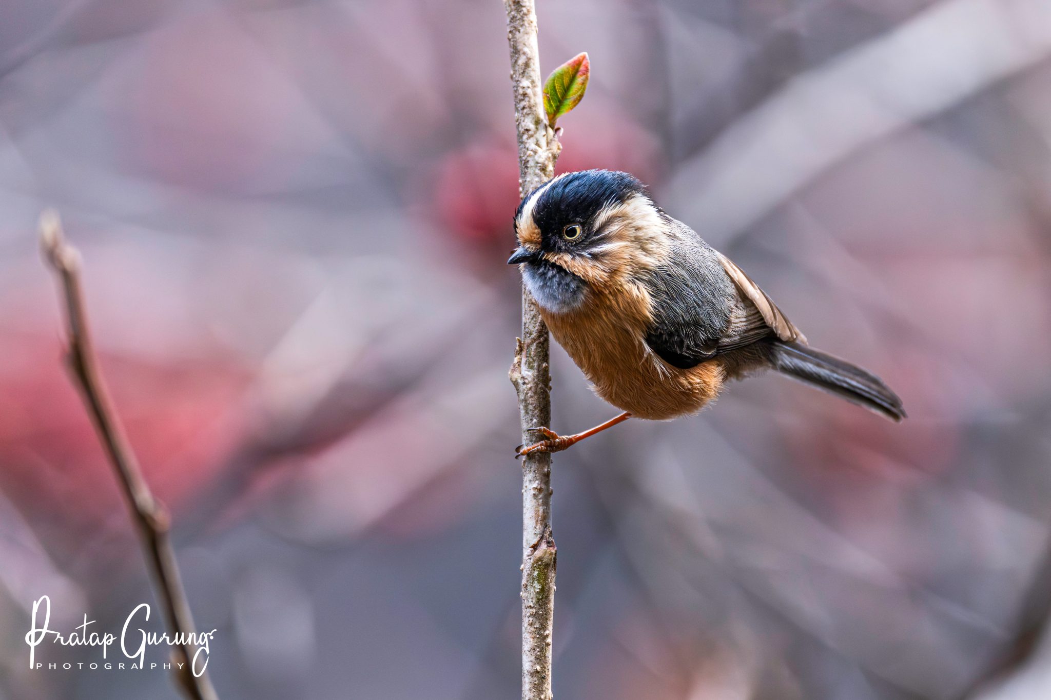 Langtang Birdwatching Tour