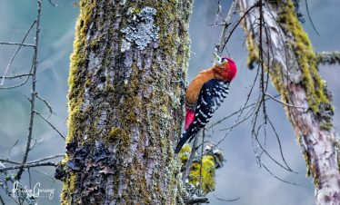 Langtang National Park