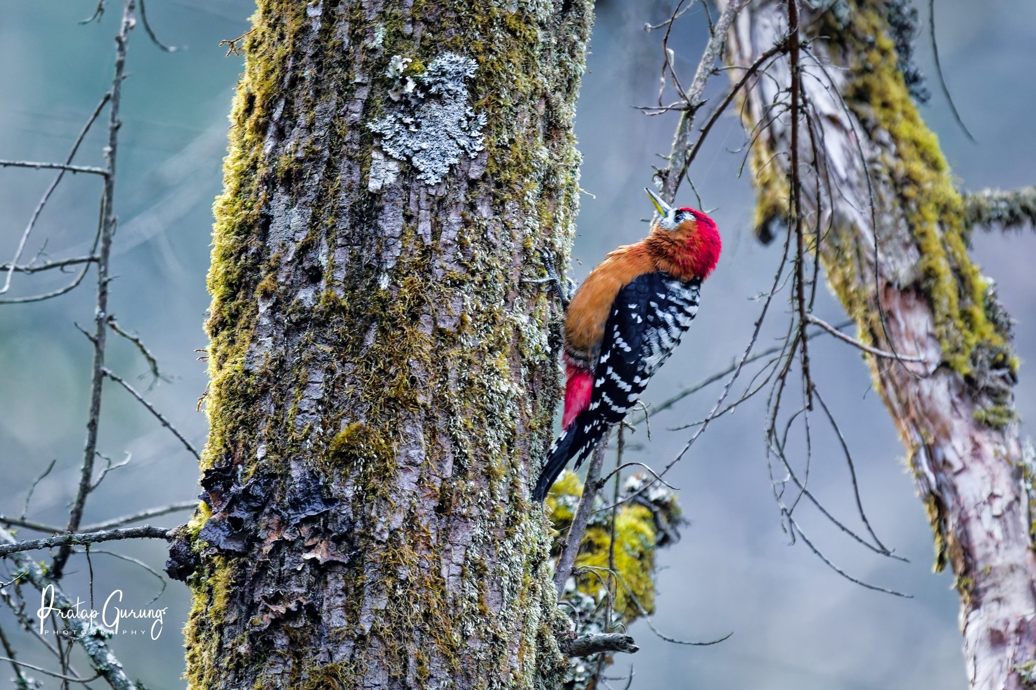 Langtang National Park
