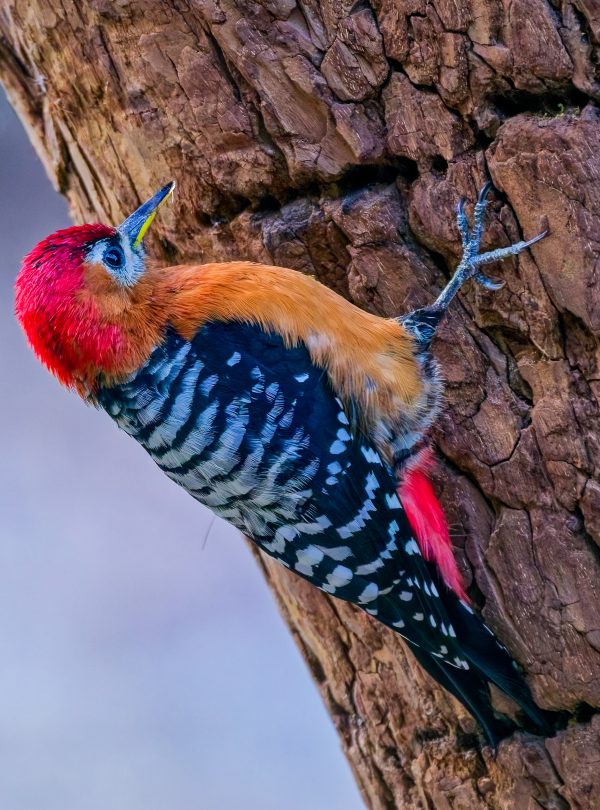 Langtang National Park