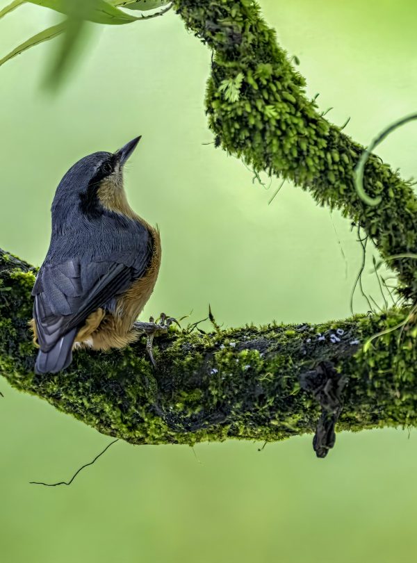 Annapurna Bird Watching Trek and Tours