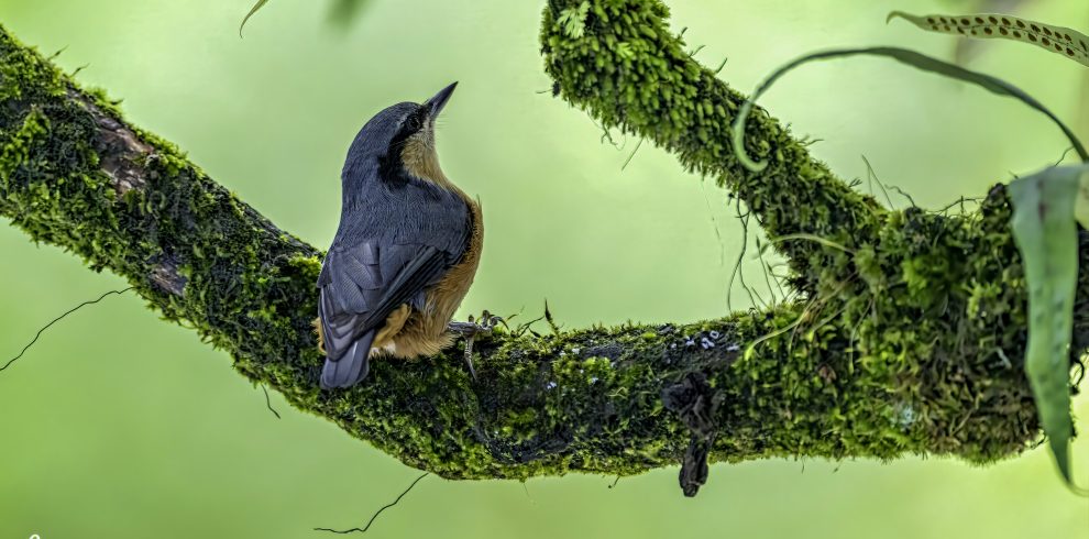 Annapurna Bird Watching Trek and Tours