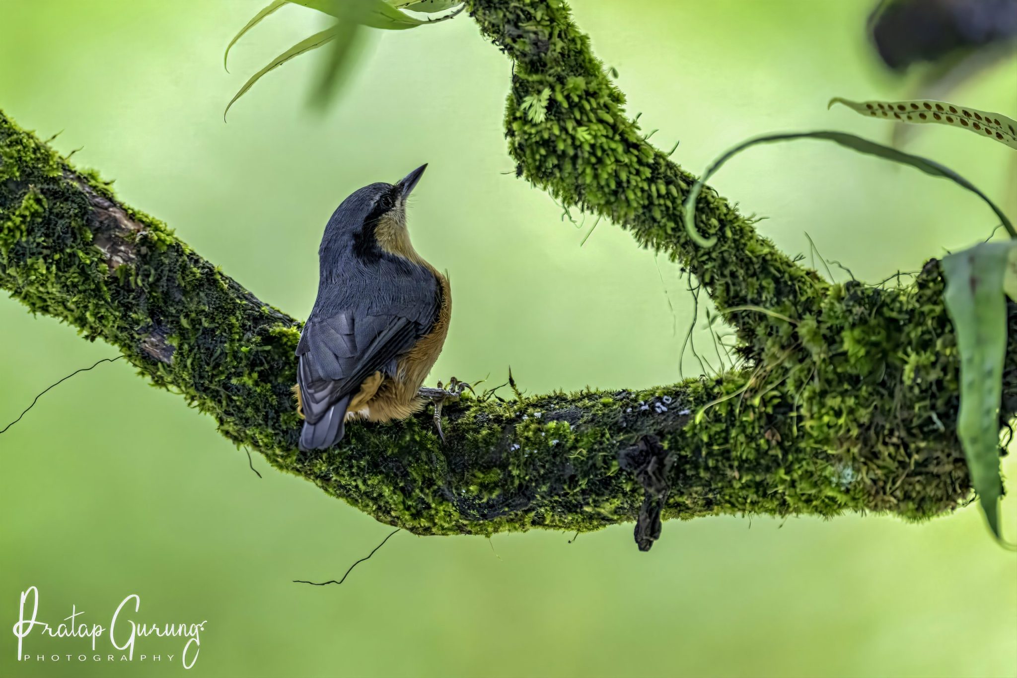 Annapurna Bird Watching Trek and Tours