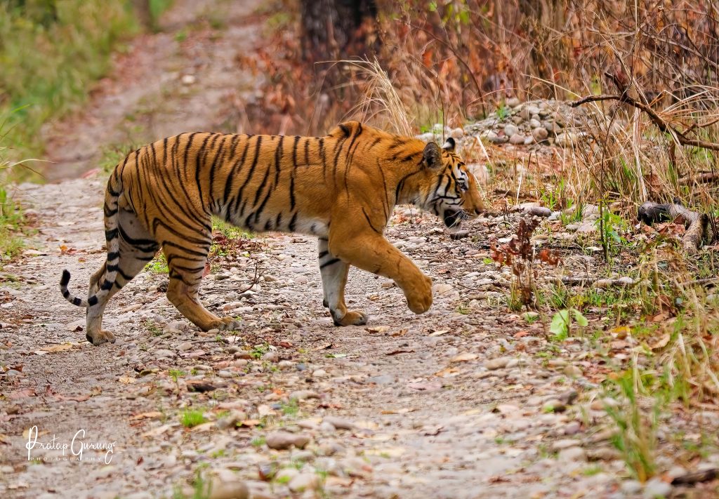 Tiger Photography Tour in Nepal