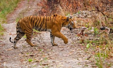 Tiger Photography Tour in Nepal