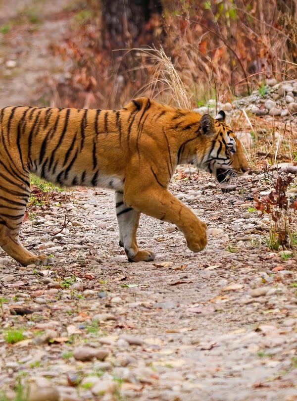 Tiger Photography Tour in Nepal